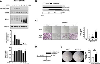 The crosstalk between MYC and mTORC1 during osteoclastogenesis